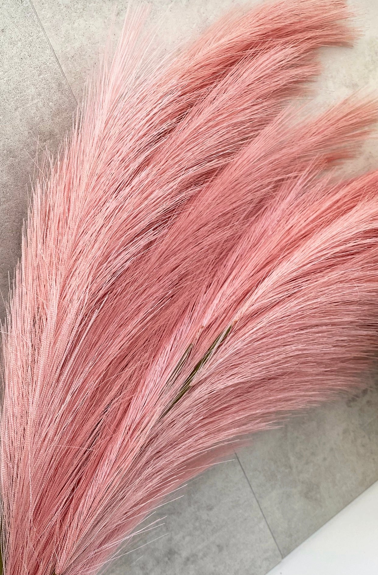 Pink Long Lasting Pampas Grass