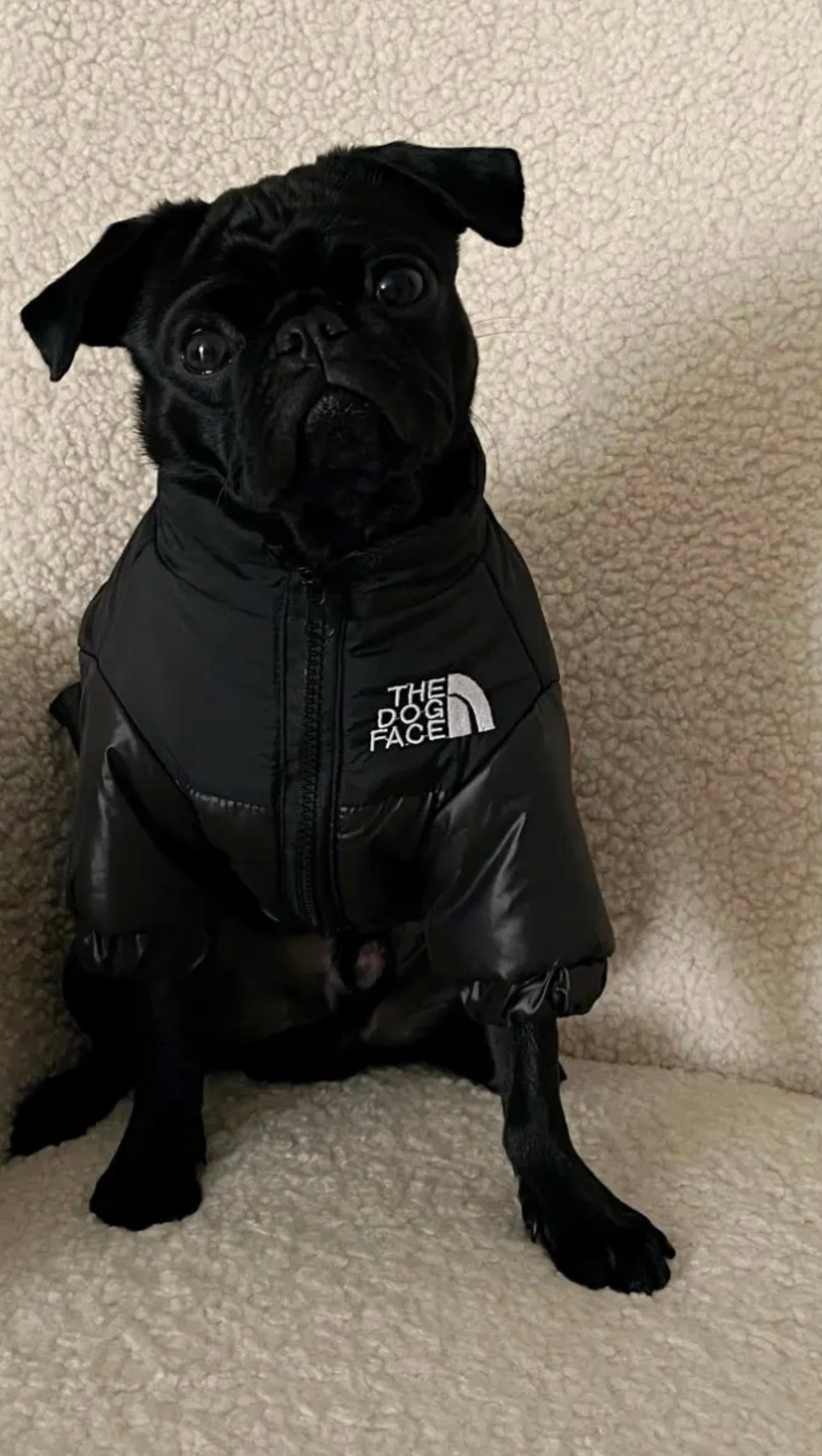 DOG FACE Pet Puffer Coat